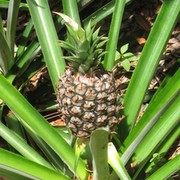 kak-vyrastit-ananas