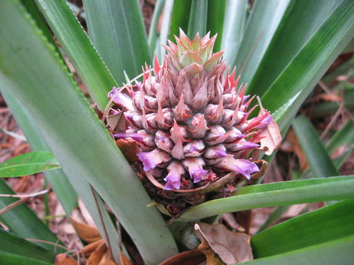 kak-vyrastit-ananas-0/