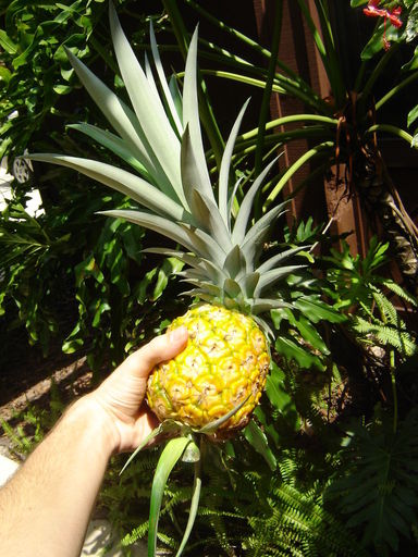 kak-vyrastit-ananas-0/